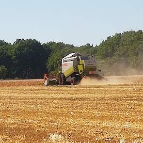 Het vochtgehalte van de oogst was dankzij de droogte bijzonder laag: 13 procent. Eigenlijk iets te laag, vindt Emmens. „Het had 15 procent moeten zijn.” Hij heeft het gewas dit seizoen twee keer beregend. „Anders was het niks geworden.”