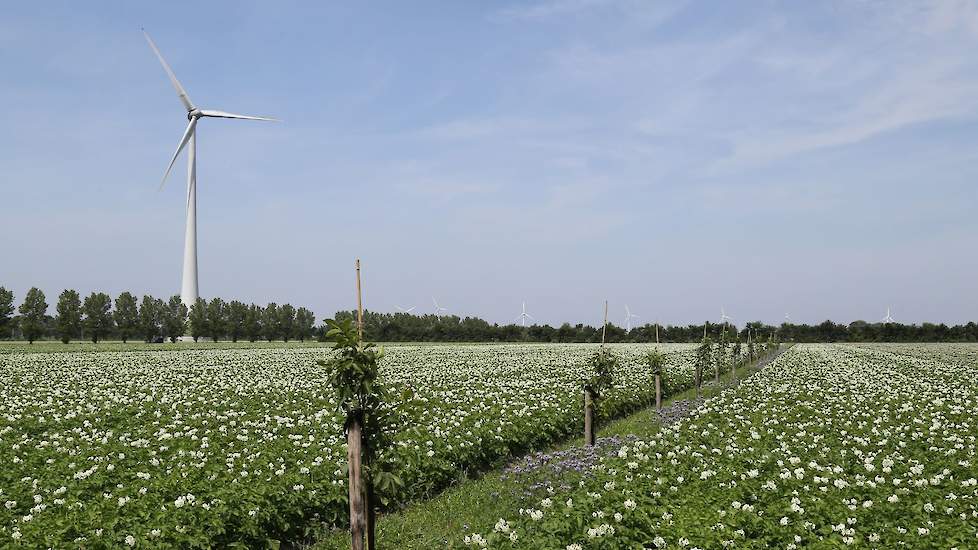 Bij WUR Open Teelten wordt ook onderzoek gedaan naar agroforestry: wat kunnen houtige en eenjarige gewassen voor elkaar betekenen. De fruitteelt loopt er momenteel tegen aan dat de bomen bijna niet meer schoon zijn te houden als gevolg van de voortdurende