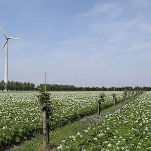 Bij WUR Open Teelten wordt ook onderzoek gedaan naar agroforestry: wat kunnen houtige en eenjarige gewassen voor elkaar betekenen. De fruitteelt loopt er momenteel tegen aan dat de bomen bijna niet meer schoon zijn te houden als gevolg van de voortdurende