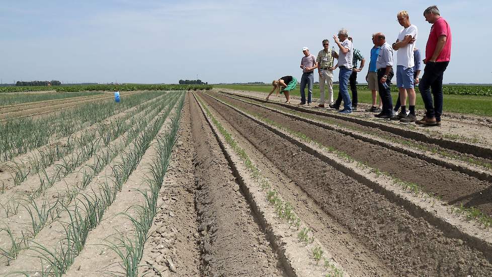 WUR Open Teelten onderzoekt welke gewascombinaties kunnen leiden tot voordelen voor beide partijen. Een bekend voorbeeld hiervan is peen in combinatie met uien in strokenteelt (met stroken die 3 meter of breder zijn). De wortelvlieg heeft een hekel aan ui