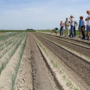 WUR Open Teelten onderzoekt welke gewascombinaties kunnen leiden tot voordelen voor beide partijen. Een bekend voorbeeld hiervan is peen in combinatie met uien in strokenteelt (met stroken die 3 meter of breder zijn). De wortelvlieg heeft een hekel aan ui