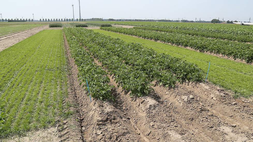 De combinatie van aardappelen en gras draagt bij aan een lagere phytophthora- en luizendruk. Doordat de grasklaver laag blijft, drogen de aardappelplanten goed op. Zet je er in plaats van gras graan neer, dan blijven de aardappelen vochtiger, waardoor de