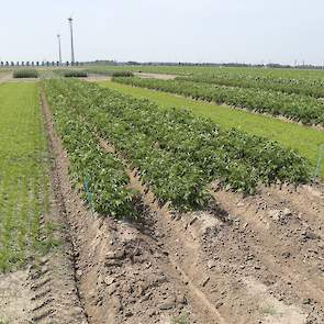 De combinatie van aardappelen en gras draagt bij aan een lagere phytophthora- en luizendruk. Doordat de grasklaver laag blijft, drogen de aardappelplanten goed op. Zet je er in plaats van gras graan neer, dan blijven de aardappelen vochtiger, waardoor de