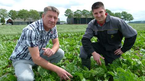 BASF suikerbieten