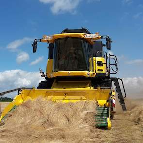 Loonbedrijf Vogelaar dorste vorige week het graszaad (ras Nikky) voor akkerbouwer Jozef Buijsse uit Kuitaart (ZL). Hij heeft net de laatste kisten afgeleverd bij DLF. De opbrengst was nog niet gewogen, maar hij schat deze op zo’n 1.500 tot 1.600 kilo per