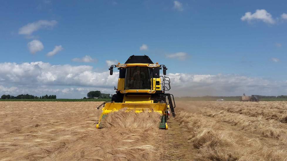 Door de droogte was het zaad erg droog; nauwelijks 10 procent vocht. „Het streven is zo’n 12 procent.” De kwaliteit heeft echter niet geleden onder de droogte, schat de teler in. Beregenen van het graszaad was niet mogelijk: het grondwater in zijn omgevin