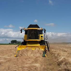 Door de droogte was het zaad erg droog; nauwelijks 10 procent vocht. „Het streven is zo’n 12 procent.” De kwaliteit heeft echter niet geleden onder de droogte, schat de teler in. Beregenen van het graszaad was niet mogelijk: het grondwater in zijn omgevin