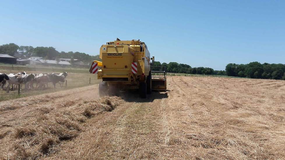 Het vochtpercentage was 11 tot 12 procent, terwijl 13 procent wenselijk was geweest. Oonk heeft niet de mogelijkheden om te beregenen. „Anders had ik het zeker gedaan tijdens het groeiseizoen. Het is hier veel te droog.”