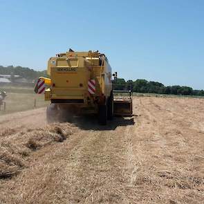 Het vochtpercentage was 11 tot 12 procent, terwijl 13 procent wenselijk was geweest. Oonk heeft niet de mogelijkheden om te beregenen. „Anders had ik het zeker gedaan tijdens het groeiseizoen. Het is hier veel te droog.”