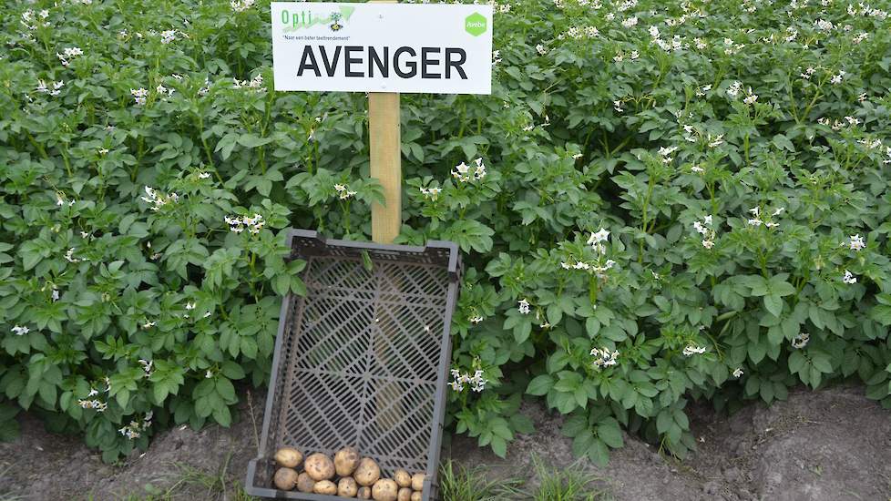 In de rassendemo liggen 19 zetmeelrassen, waaronder enkele nieuwe rassen. Eén daarvan is het ras Avenger. Dit ras scoort een 9,5 op phytophthora en is ook sterk op AM-resistentie en op verschillende fysio’s van wratziekte. De nieuwe rassen worden nog niet