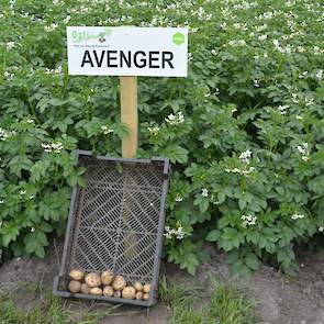 In de rassendemo liggen 19 zetmeelrassen, waaronder enkele nieuwe rassen. Eén daarvan is het ras Avenger. Dit ras scoort een 9,5 op phytophthora en is ook sterk op AM-resistentie en op verschillende fysio’s van wratziekte. De nieuwe rassen worden nog niet