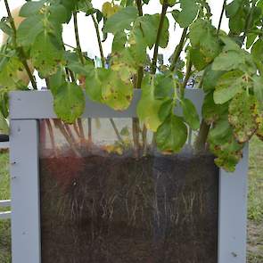 Bij Bayer een presentatie van aardappelen die zijn behandeld met en zonder het middel Serenade. Dit middel tegen rhizoctonia heeft sinds afgelopen najaar een toelating. Serenade heeft volgens Bayer vooral een positief effect op de kwaliteit en de hardheid