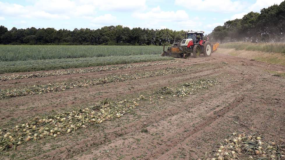 De teler levert in etappes af: van de 5 hectare is nu 60 tot 70 are gerooid en inmiddels ook afgeleverd aan sorteerbedrijf Aaldering in Biddinghuizen.