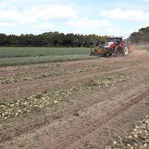 De teler levert in etappes af: van de 5 hectare is nu 60 tot 70 are gerooid en inmiddels ook afgeleverd aan sorteerbedrijf Aaldering in Biddinghuizen.