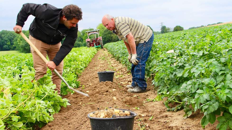 Deze week oogstte Jos Souren (26), samen met zijn vader Frans, de eerste aardappelen. Deze zijn bestemd voor de thuisverkoop. Hij bestiert het akkerbouwbedrijf in Simpelveld in maatschap met zijn moeder Helga.