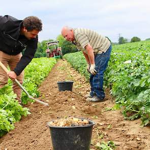 Deze week oogstte Jos Souren (26), samen met zijn vader Frans, de eerste aardappelen. Deze zijn bestemd voor de thuisverkoop. Hij bestiert het akkerbouwbedrijf in Simpelveld in maatschap met zijn moeder Helga.