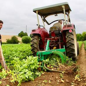 Voor de oogst beschikt Souren over een éénrijige aardappelrooier. Ondanks dat de zware lössgrond goed verkruimeld, heeft de rooier veel moeite om voldoende diep de grond in te komen.