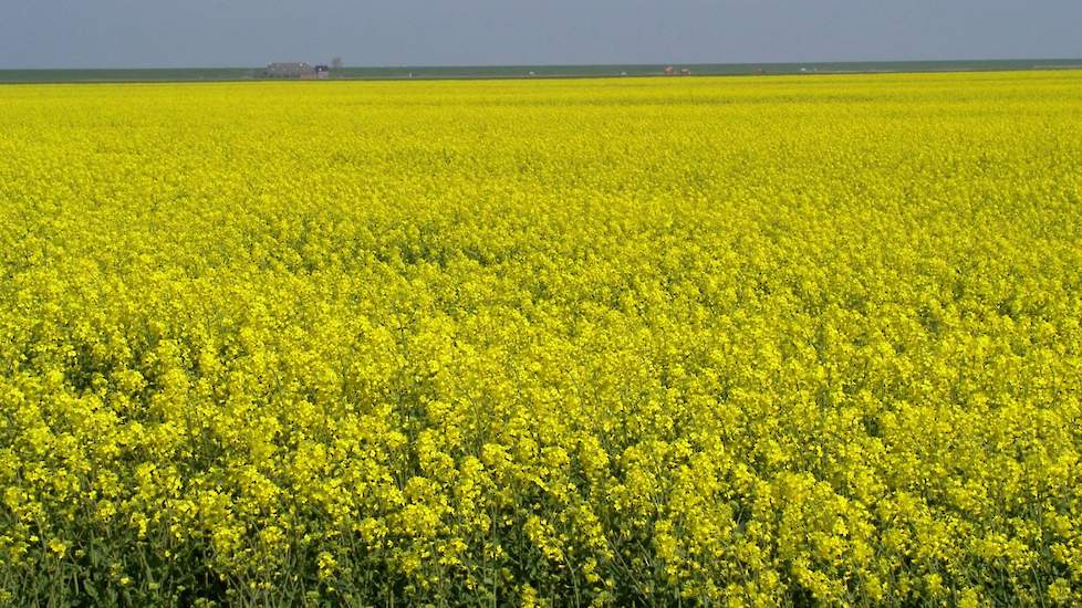 Tanaris bodemherbicide