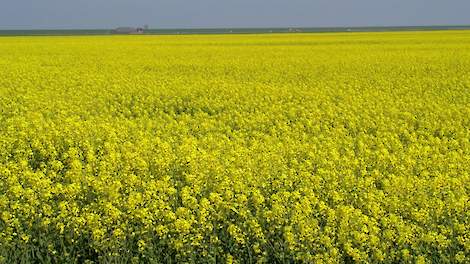 Tanaris bodemherbicide