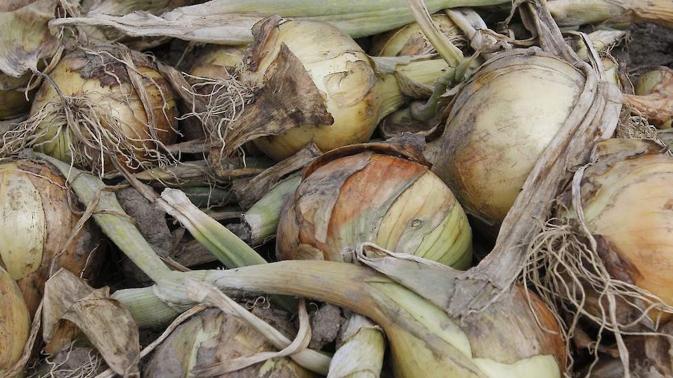 De tweedejaars plantuien waren vorige week gerooid. Om de uien ondanks de droogte voldoende te laten groeien heeft Knook ze drie keer beregend.