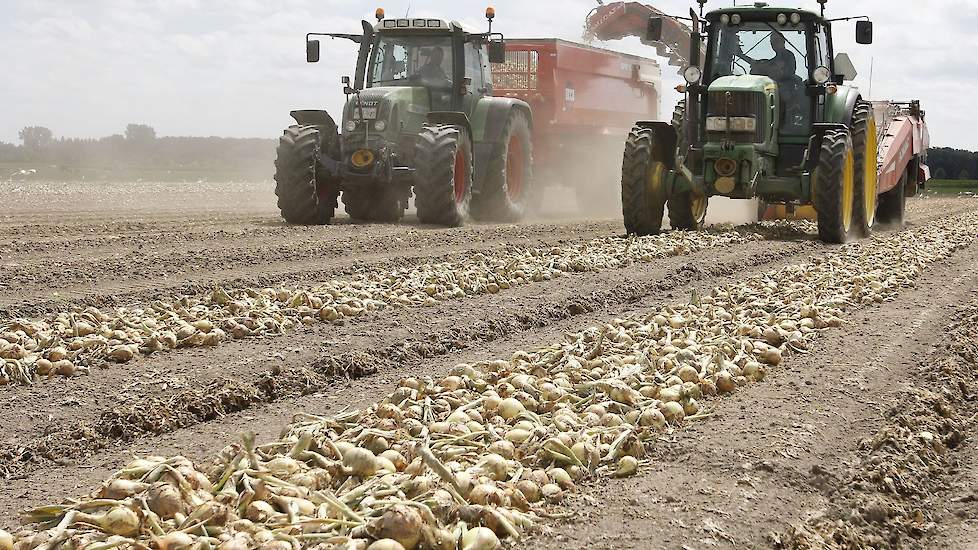 We wilden de uien persé voor de hittegolf van deze week van het land hebben. Dit met het oog op zonnebrand”, zegt zoon Johan (37) met wie Jan het bedrijf in maatschap heeft. „En dat is ons gelukt.”