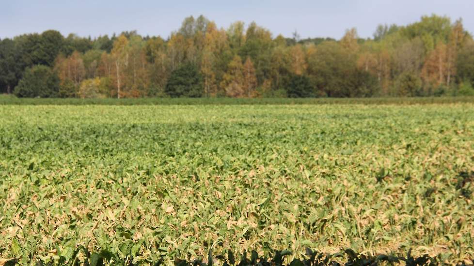 Ook de loofbomen achter de bieten staan erbij alsof de herfst zijn intrede heeft gedaan in Drenthe. Dit is te danken aan het tekort van 270 millimeter water.