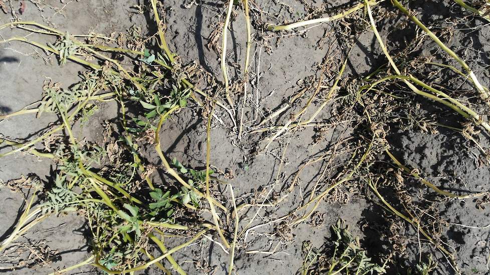 De percelen zetmeelaardappelen zouden mooi groen en helemaal dicht moeten zitten. Door de hitte en de aanhoudende droogte op de Hondsrug is meer grond zichtbaar dan loof.