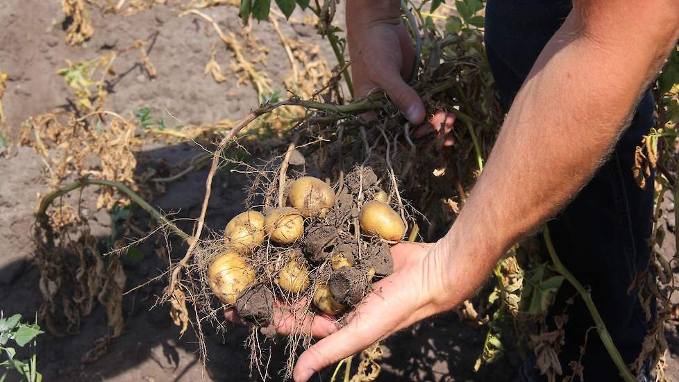 De zetmeelaardappelen zijn half zo klein als dat zou kunnen, volgens de akkerbouwer. „Wij beregenen nooit omdat eens in de vijf jaar een 10 procent minder opbrengst goed is op te brengen. Nu echter is het voor het tweede jaar op rij droog, en zelfs eerder