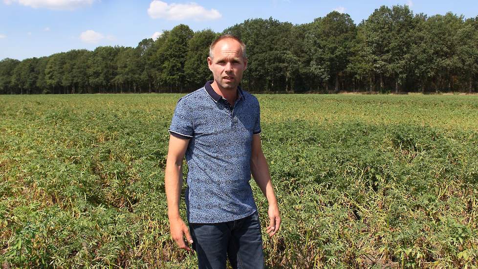 De aardappel geeft het nu op en groeit niet verder, zegt de akkerbouwer waarvan 60 procent van z’n bedrijf bestaat uit aardappelen. Het loof zakt in en valt om. In de rassen onderling zijn wel enorme verschillen zichtbaar.