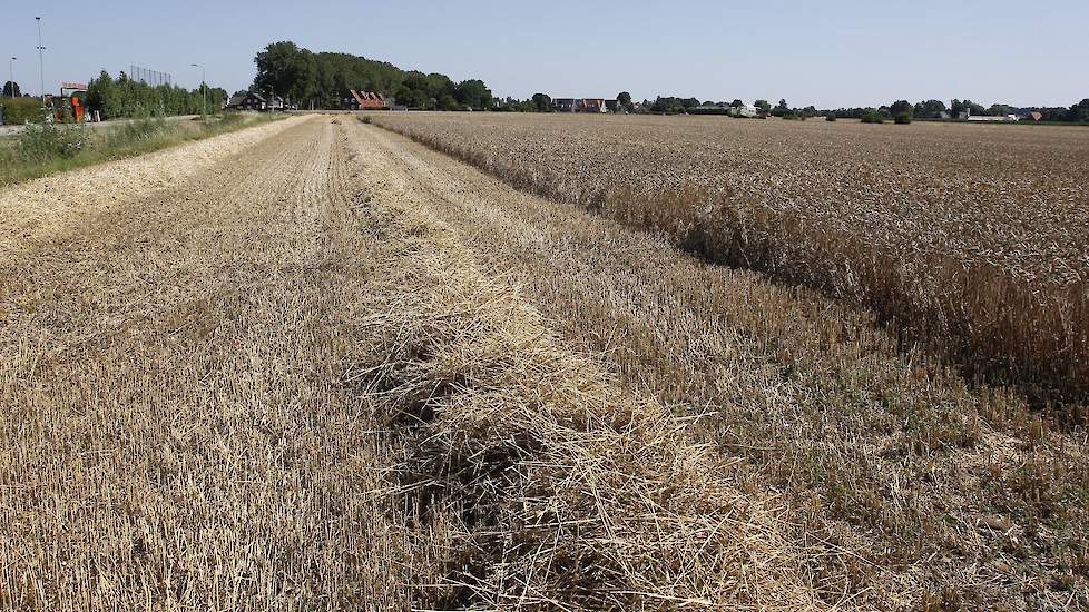 Het gewas op het perceel vertoont een duidelijk hoogteverschil. Zo staat de tarwe aan de zijkant hoger. De oorzaak hiervan is dat er in het verleden een groot deel van de klei van het perceel is afgehaald voor de productie van stenen. Daarbij bleef een kl