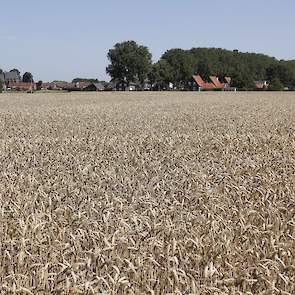 Het gewas aan de Loostraat in Aerdt is van akkerbouwer Fierkens uit Herwen.