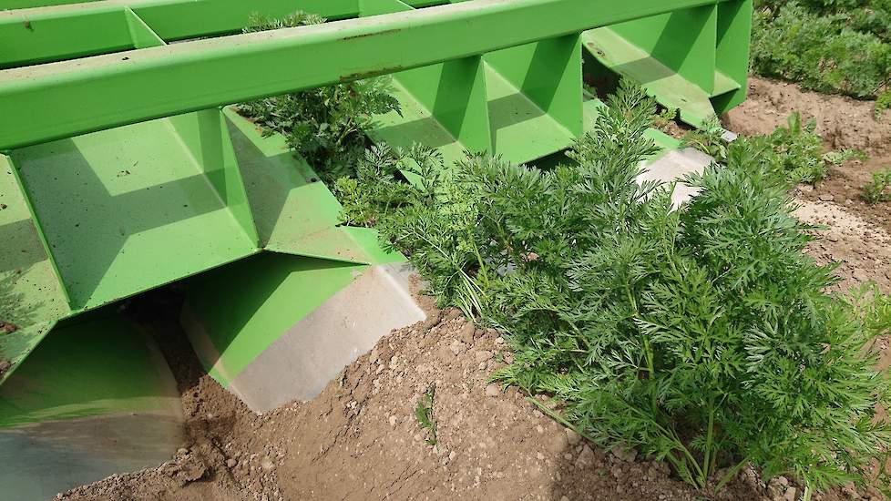 Achterop de tractor hangt een aanaarder. Door het aanaarden blijft het vocht langer in de rug beschikbaar. Om het loof van de wortelen niet te beschadigen, heeft Haartsen de bovenkanten gedemonteerd.