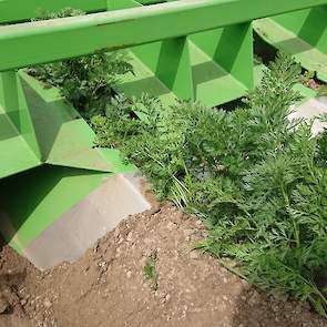 Achterop de tractor hangt een aanaarder. Door het aanaarden blijft het vocht langer in de rug beschikbaar. Om het loof van de wortelen niet te beschadigen, heeft Haartsen de bovenkanten gedemonteerd.