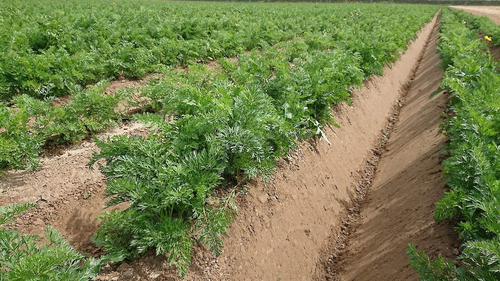 Het resultaat mag gezien worden. De opkomst van de wortelen was wisselend en traag. Met het oog om ook de kleinste wortel planten te behouden kon Haartsen pas laat gewasbeschermende maatregelen nemen. Na de regen van afgelopen week bevat de grond nu voldo