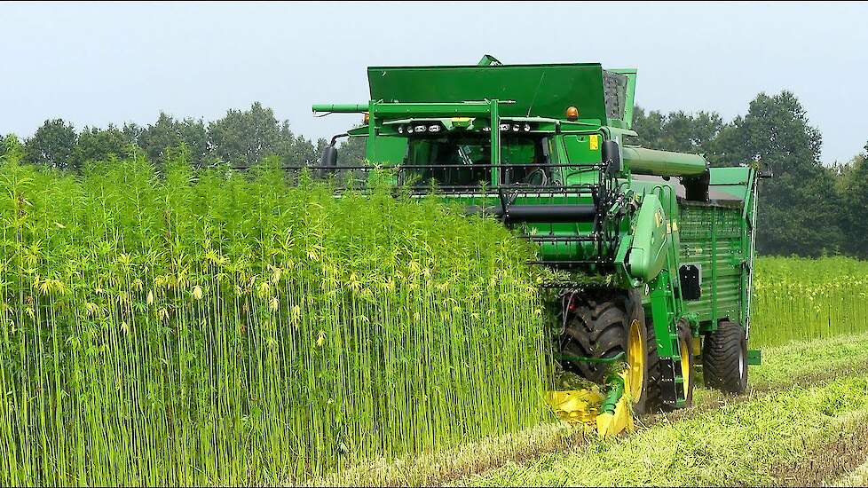Hempflax/Groenoord  hempharvest 2019 Double Cut Combine.