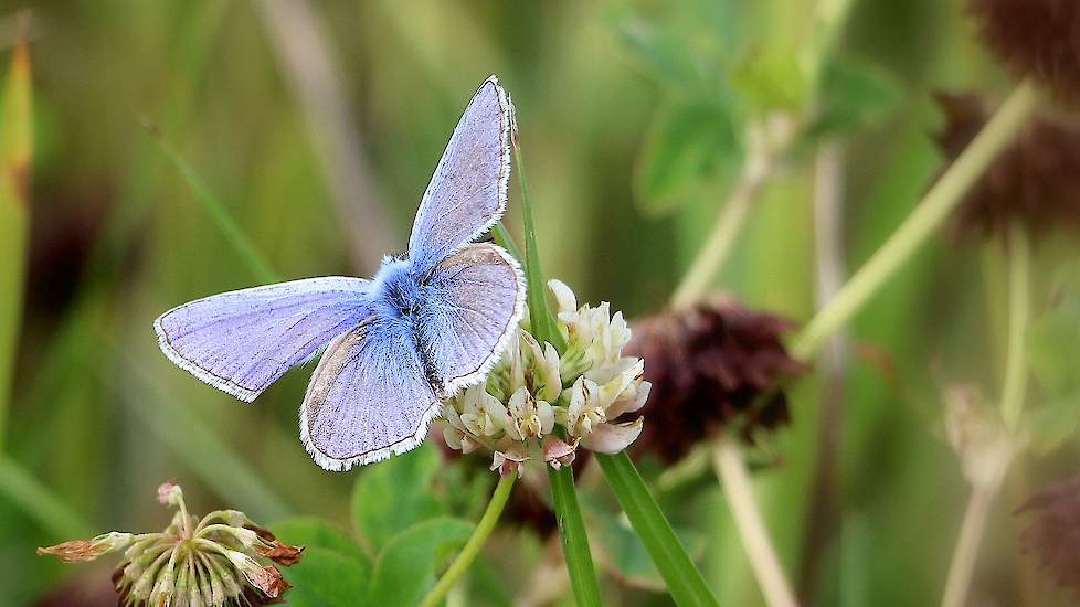 Column: Karin Bergmans-Elshof: Insecten op de boerderij