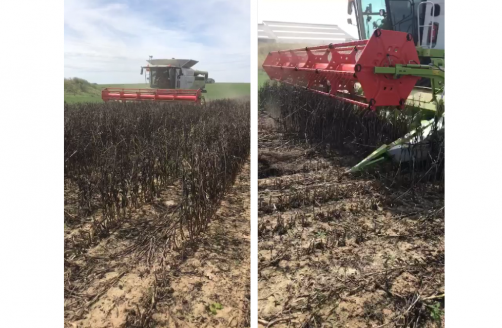 De oogst van de winterveldbonen verliep voorspoedig; de bonen zijn goed rijp en er is geen verlies van bonen die op de grond vallen tijdens het oogsten.