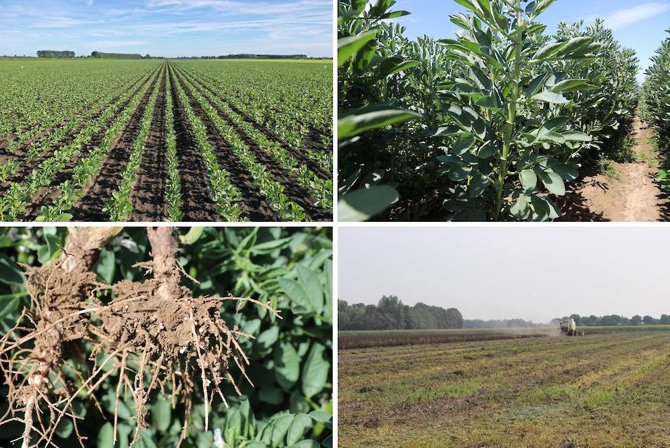 Afbeelding (van links naar rechts): de veldbonen beginnen te groeien; in juni staat het gewas hoog en komt het in bloei; door de Rhizobium bacterie kan de vlinderbloemige veldboon stikstof binden, zie hier de stikstofknobbeltjes aan de wortels; na het oog