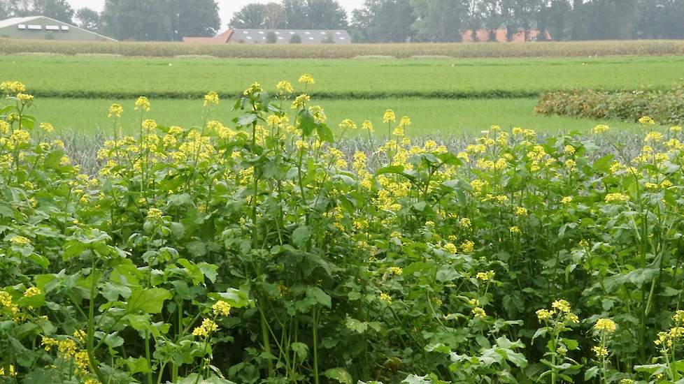 Groenbemesters Vredepeel