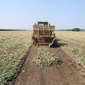 Naast de zelfrijder werkt Van Beem met drie combinaties van een conventionele klapper en rooier. Vaak rijdt er één hiervan in combinatie met de zelfrijder: de spuitsporen worden met de kleinere combinatie gerooid. „De spuitsporen liggen iets dieper, dan z