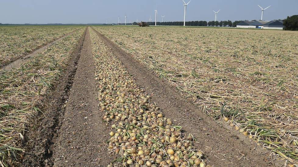 De uien blijven ongeveer een week in het zwad liggen. „De uien zijn nog wat groen. Ze hebben dus nog wel even de tijd om te blijven liggen.”