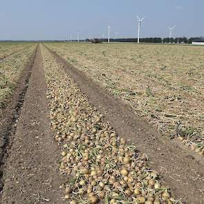 De uien blijven ongeveer een week in het zwad liggen. „De uien zijn nog wat groen. Ze hebben dus nog wel even de tijd om te blijven liggen.”