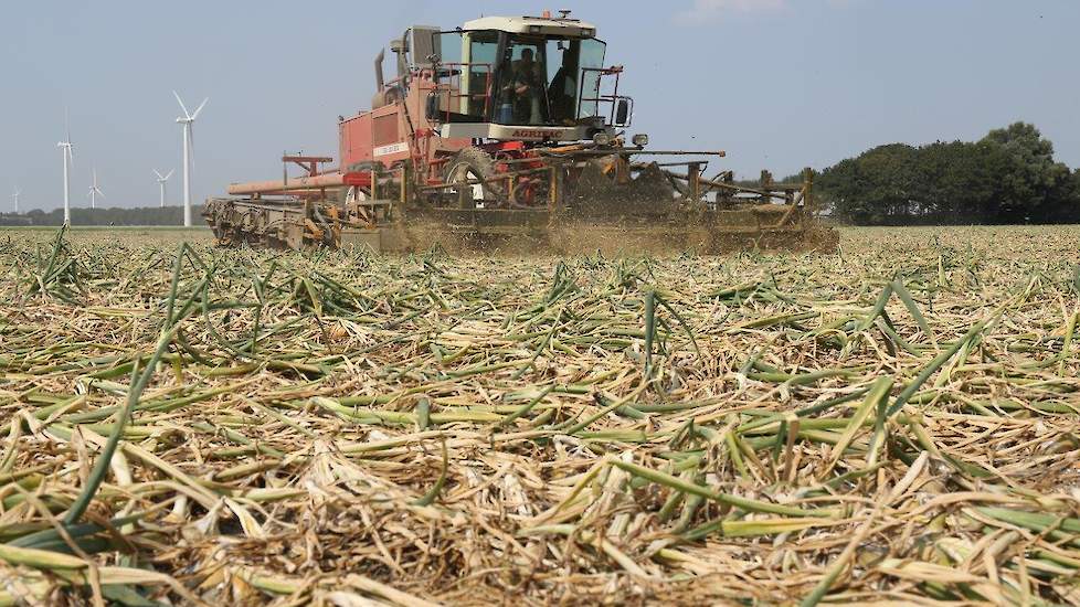 Van Beem teelt zelf 70 hectare uien. Daarnaast ‘doet’ de ondernemer 230 hectare uien in loonwerk.