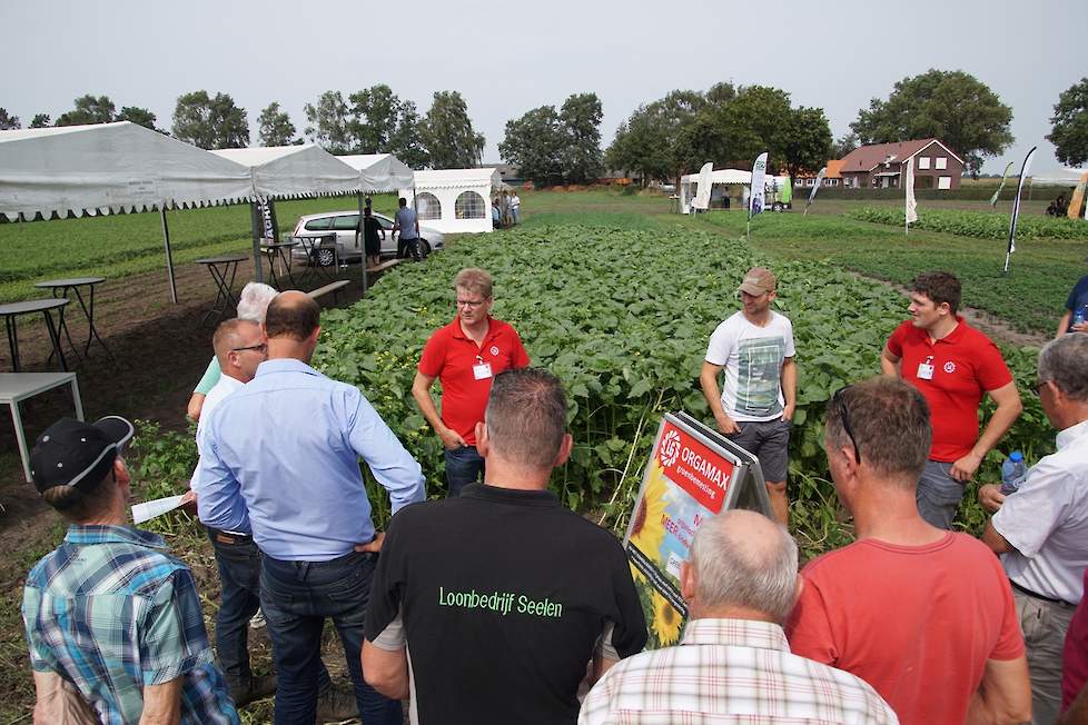 Orgamax van Limagrain met zonnebloemen groenbemestermengsel