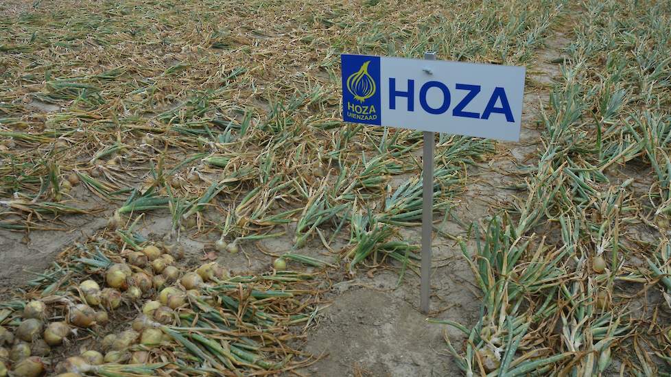 De laatste twee jaar hebben de vroege rassen het qua kilo’s wat laten zitten als gevolg van de droogte, zei directeur Kees Hoogzand van zaadbedrijf Hoza. „De latere rassen doen het heel goed, die geven beduidend meer kilo’s. In het najaar valt wat meer re