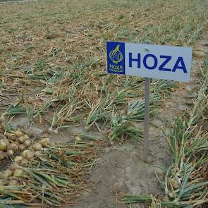 De laatste twee jaar hebben de vroege rassen het qua kilo’s wat laten zitten als gevolg van de droogte, zei directeur Kees Hoogzand van zaadbedrijf Hoza. „De latere rassen doen het heel goed, die geven beduidend meer kilo’s. In het najaar valt wat meer re