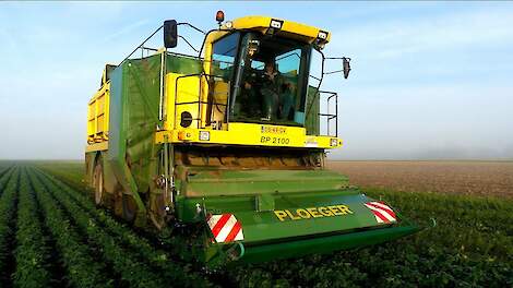 Video: Biologische sperziebonen oogsten op Oldambtster kleigrond