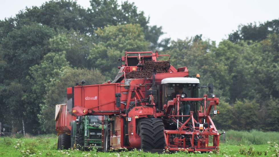 Bij VOF Wever werd deze week 9 hectare waspeen geoogst.