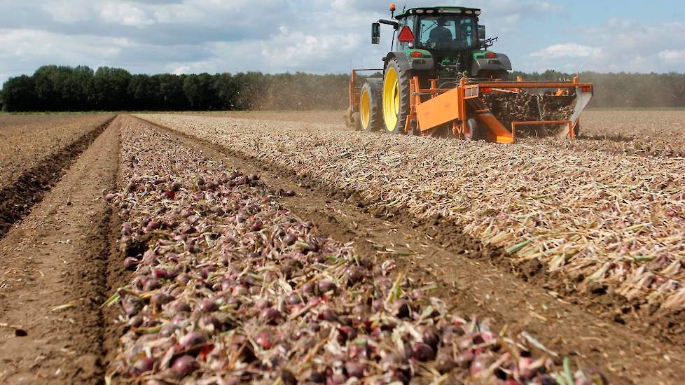 Naast uien teelt Schot onder meer poot- en tafelaardappelen, sjalotten en suikerbieten.