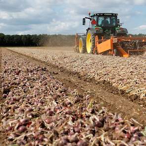 Naast uien teelt Schot onder meer poot- en tafelaardappelen, sjalotten en suikerbieten.